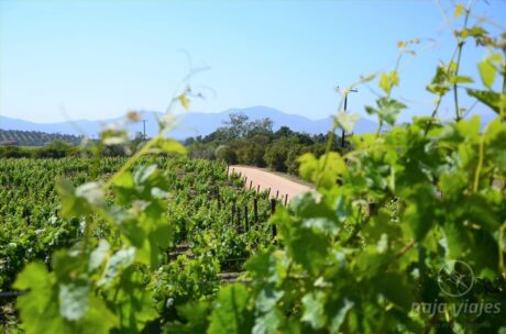 Viñedos en la Ruta del Vino, Valle de Guadalupe
