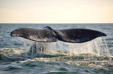 Avistamiento de Ballenas en Baja California