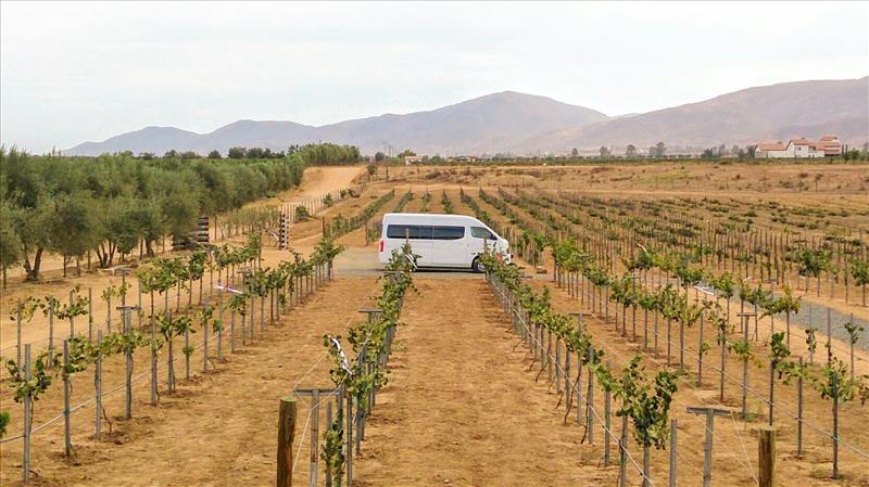 Transporte a los viñedos de Valle de Guadalupe