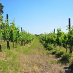 Recorrido entre viñedos en Valle de Guadalupe