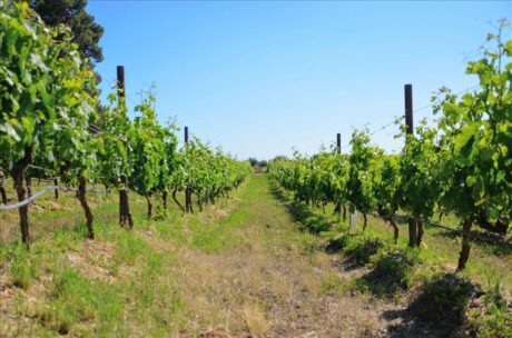 Recorrido entre viñedos en Valle de Guadalupe