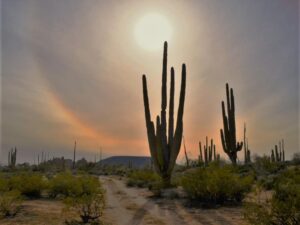 Tour al Desierto Central de Baja California