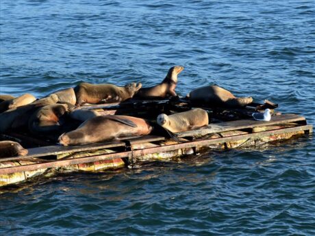 Avistamiento de lobos marinos durante el Tour a Ensenada
