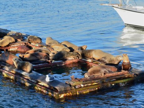 Avistamiento de lobos marinos durante el Tour a Ensenada