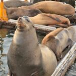 Avistamiento de fauna marina durante el Tour a Ensenada