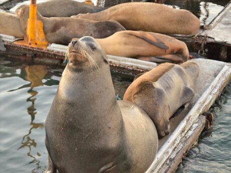 Avistamiento de fauna marina durante el Tour a Ensenada