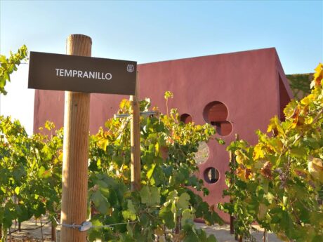 Tour a Viñedos de Monte Xanic en Valle de Guadalupe