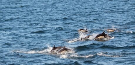 avistamiento de delfines