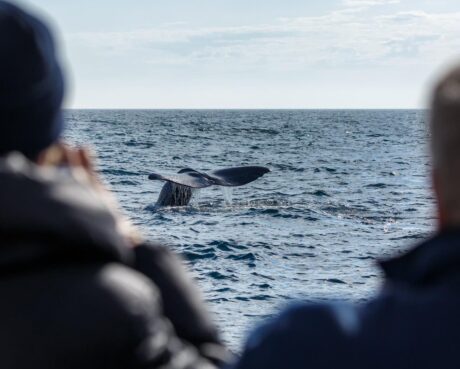 Paseo de Avistamiento de Ballenas en Baja California