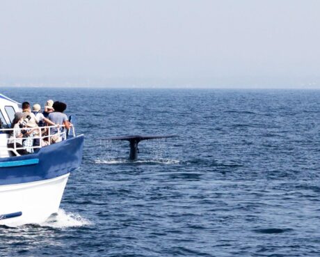 Paseo de Avistamiento de Ballenas