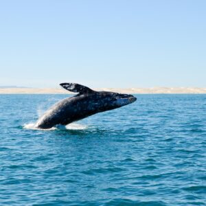 Ballena saltando durante el tour de ballenas en Guerrero Negro