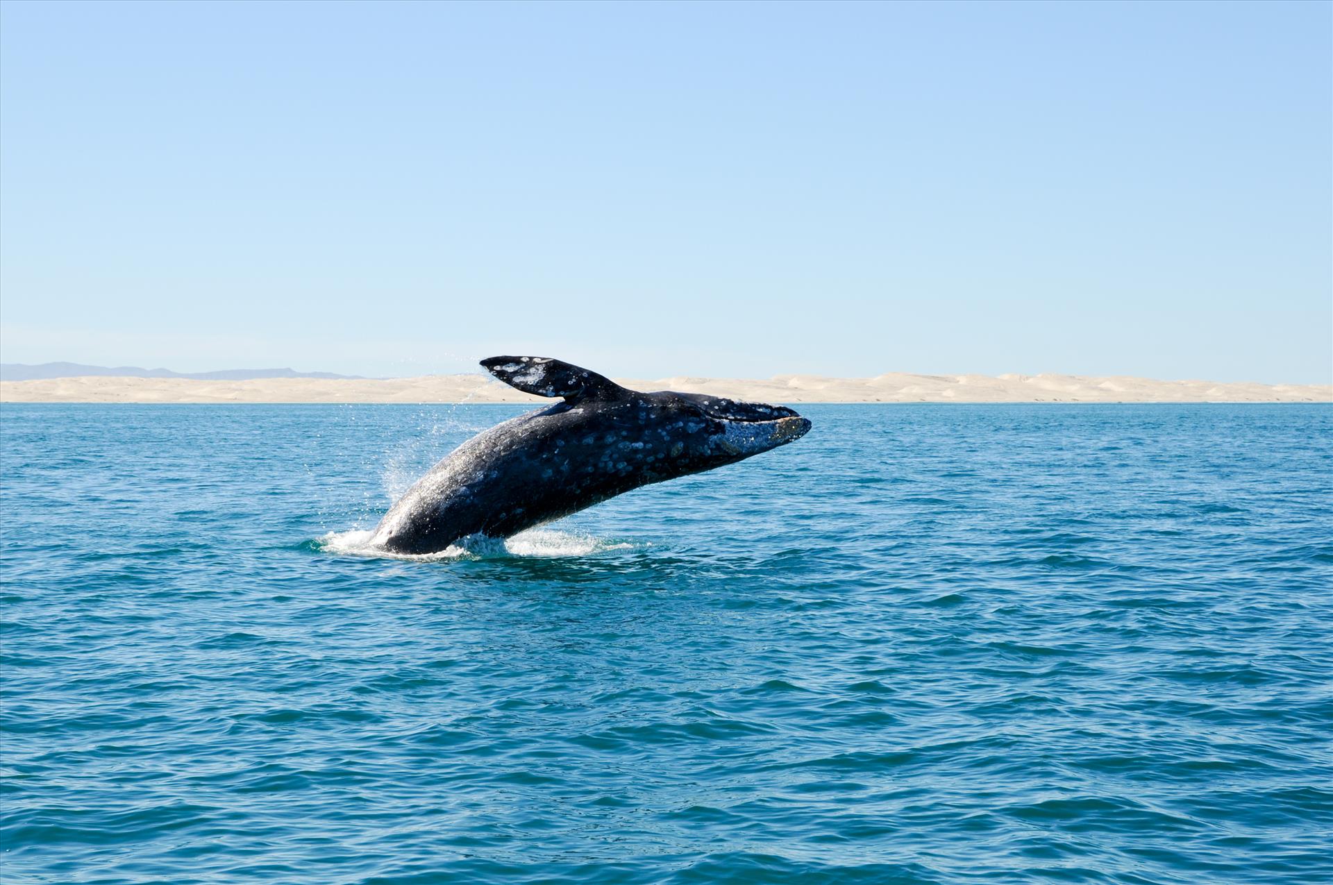 Ballena saltando durante el tour de ballenas en Guerrero Negro