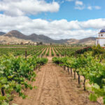 Vinedos de Adobe Guadalupe, en Valle de Guadalupe, Baja California
