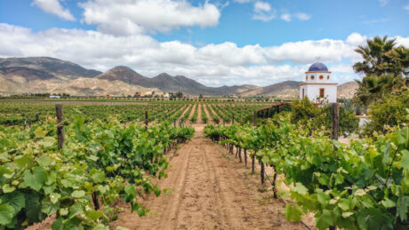 Vinedos de Adobe Guadalupe, en Valle de Guadalupe, Baja California