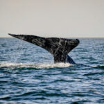 Tour de Avistamiento de Ballenas en Baja California