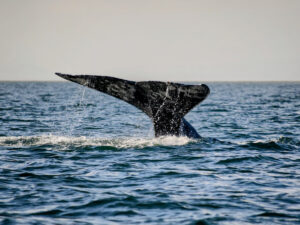 Tour de Avistamiento de Ballenas en Baja California