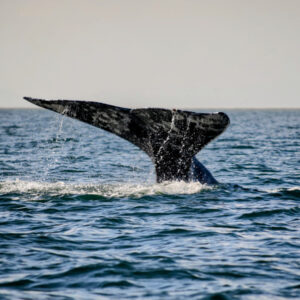 Tour de Avistamiento de Ballenas en Baja California